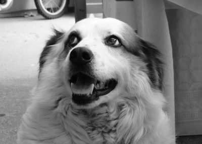 Macchia, il cane della comunità