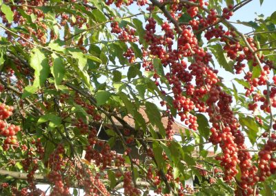 Uno dei numerosi alberi che rendono verde e accogliente Cascina Nuova