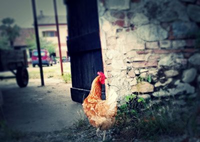 Una gallina del nostro piccolo allevamento!
